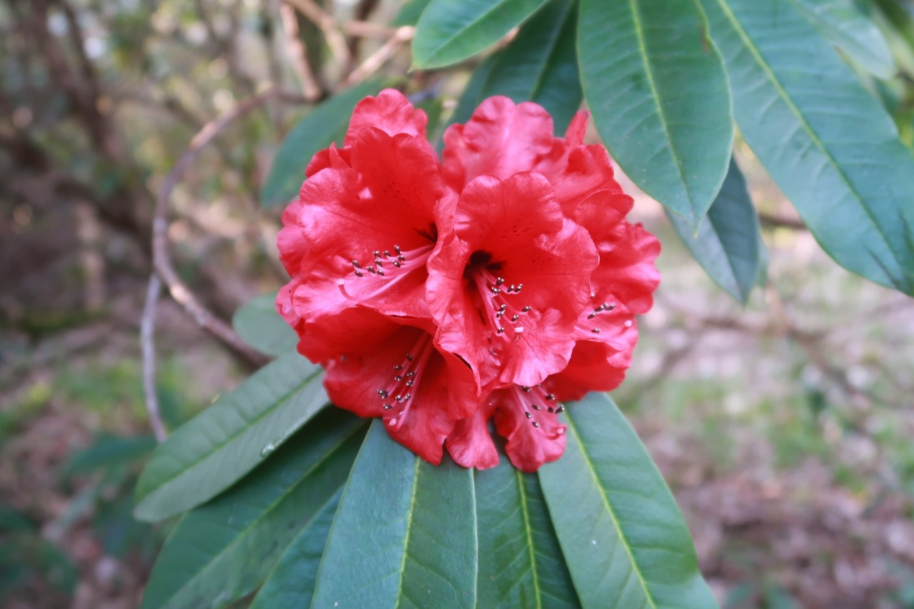 'Victoria Hallett'